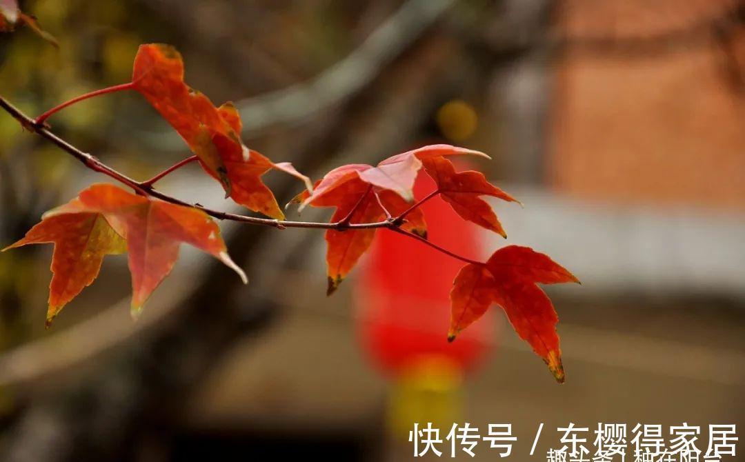 阳台上|从繁殖到造型,在开启三角枫盆景制作过程中感受缤纷世界!