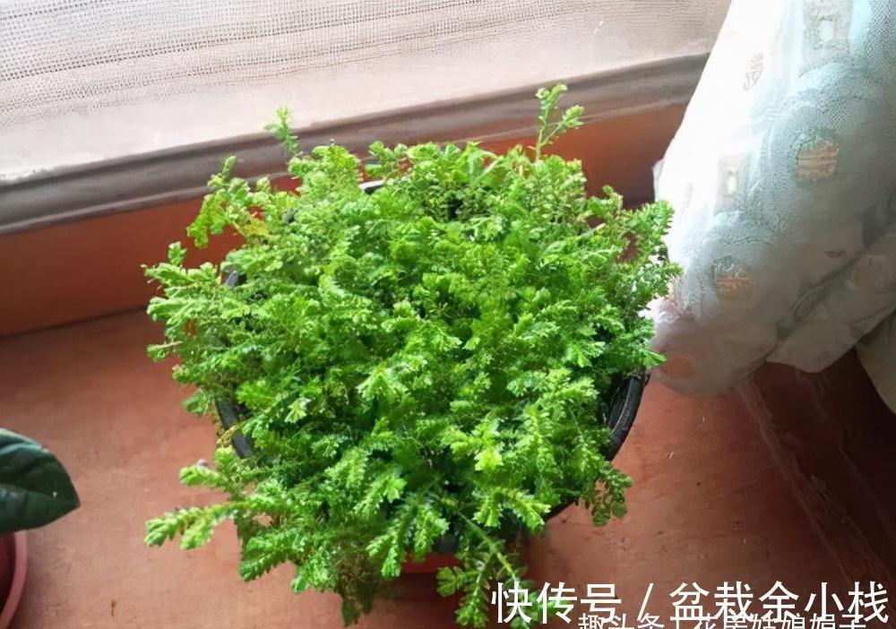这种草是蕨类植物,能给兰花铺面,好看好养益处多,比苔藓还好用