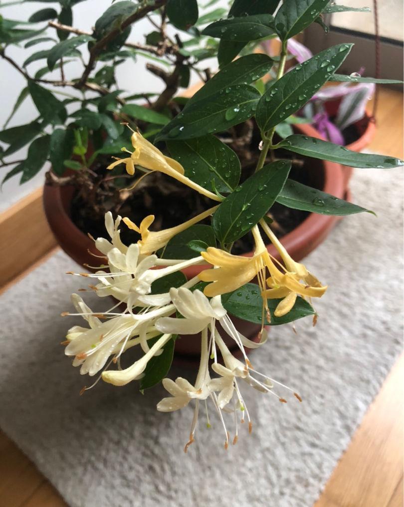 1盆薄荷提神醒脑,揪片叶子还能吃,性价比超高