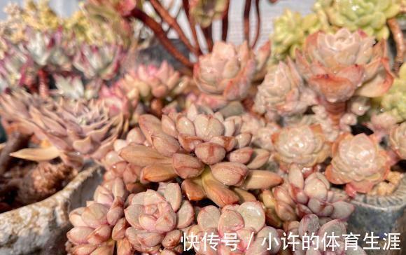 没有露台,不要养景天多肉,指定养不好,要么徒长要么化水