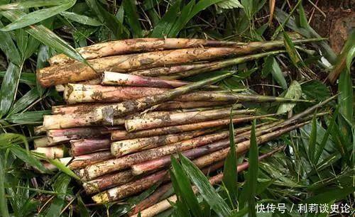 那些年吃过的野菜!农村真正的野味!