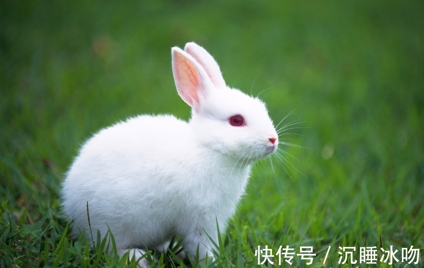 福禄|谁是生肖猪的“最佳婚配”,不离婚就注定家庭和睦,福禄双全