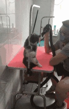 |搞笑GIF趣图:当你和男友聊天突然生气的时候!