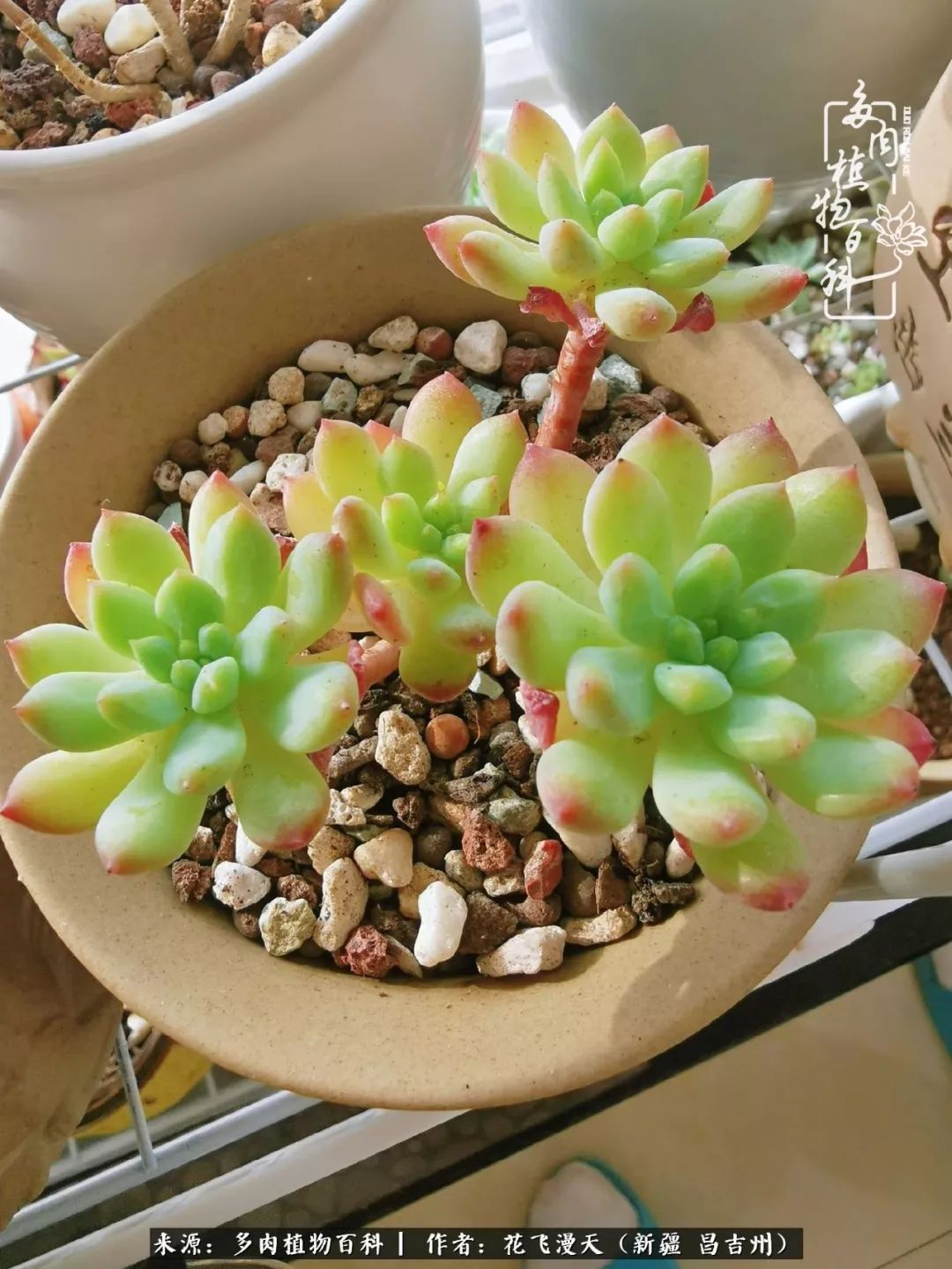 对多肉是发自内心的喜欢，心甘情愿被它们俘虏！