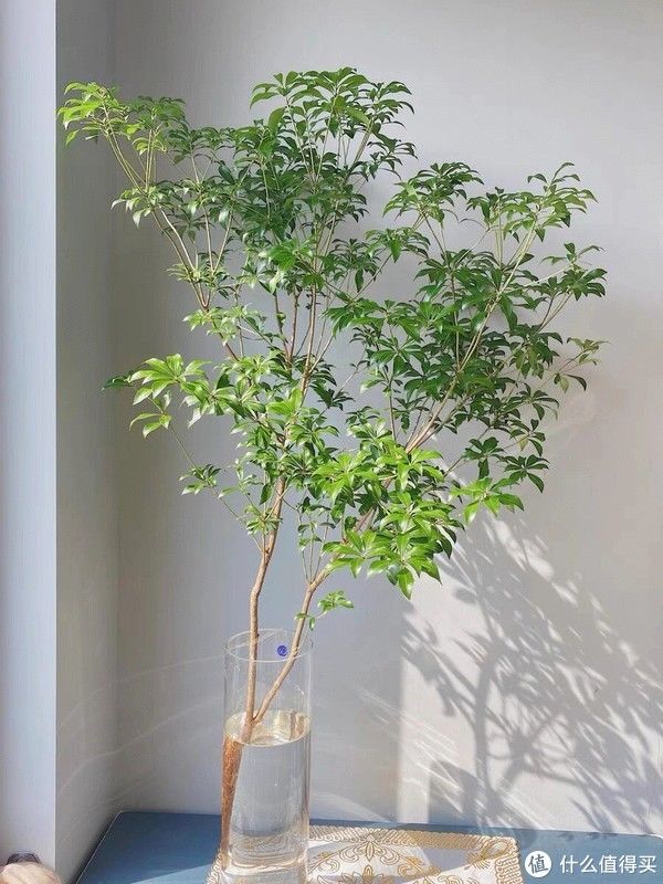 菜板|如果经济不宽裕,千万别盲目入手这些家居产物,买得起“用不起”