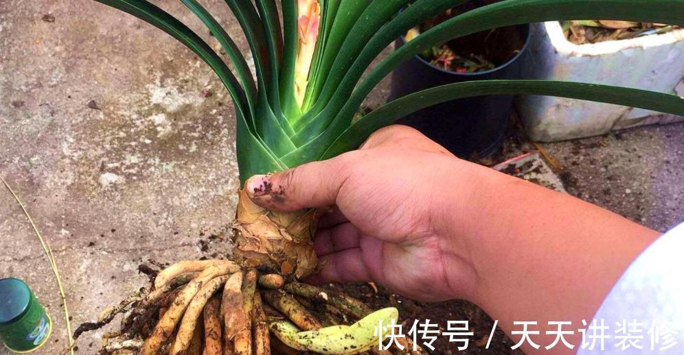植株|秋天给君子兰,少做一件事,换盆白费力,做好了根系壮开花旺
