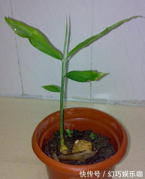怕生姜涨价?年年如此栽种一盆,开花能驱蚊蝇,结果多到吃不完