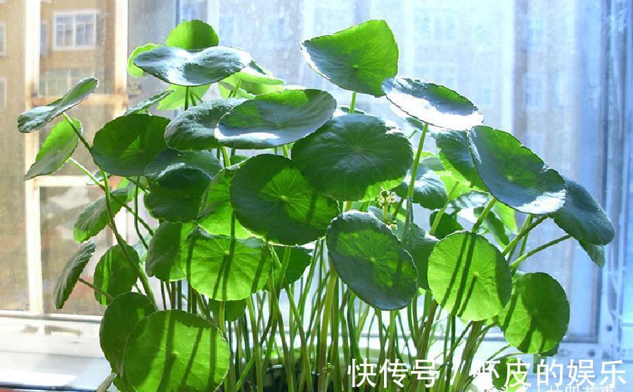 家里养花,不妨从“5福4财”中选,好养好寓意,好看又吉利