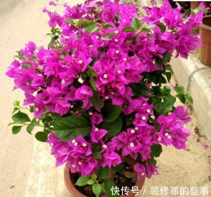 4种花喜欢晒太阳,花朵大花期长,开花红红火火,旺财又旺运!