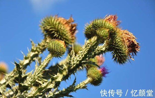 苦瓜|医院不公开的秘密,滥用5种中药,可能导致肝损伤,建议收藏