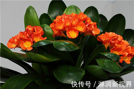 水都|啥废油黄豆水都不如1粒它,藏在草丛里,养花加1粒,叶绿花多!