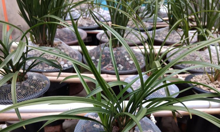 施肥|兰花淋雨长得好?不,有利有弊,掌握住尺度比施肥管用