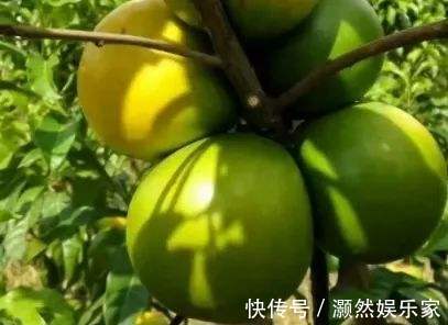 黄晶果|女性不想子宫早衰,晚上当零食吃几个,保养卵巢,更显年轻