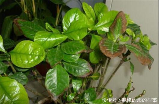 此个|栀子花总是掉花苞,茉莉花也不开花,肯定是因为此个