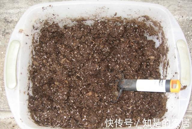 养花要用好土真能事半功倍，自己配的营养土，能让植物快速生长