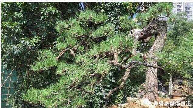 9种价格不菲的盆栽，不能拥有至少也过过眼瘾嘛