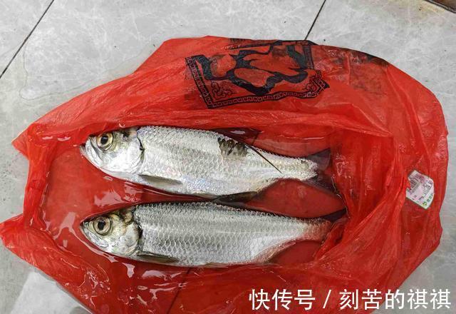 佛山钓友西江钓起“怪鱼”,外形酷似鲥鱼,钓鱼人赶紧收竿回家