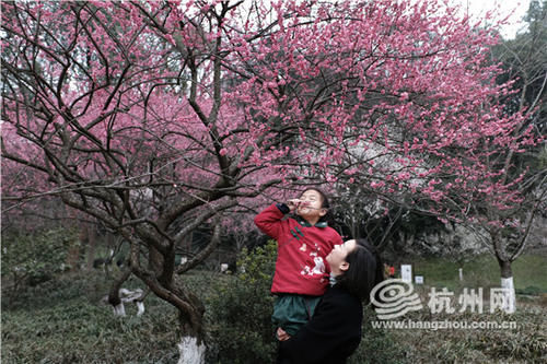 巢湖|留杭过年 灵峰赏梅（组图）