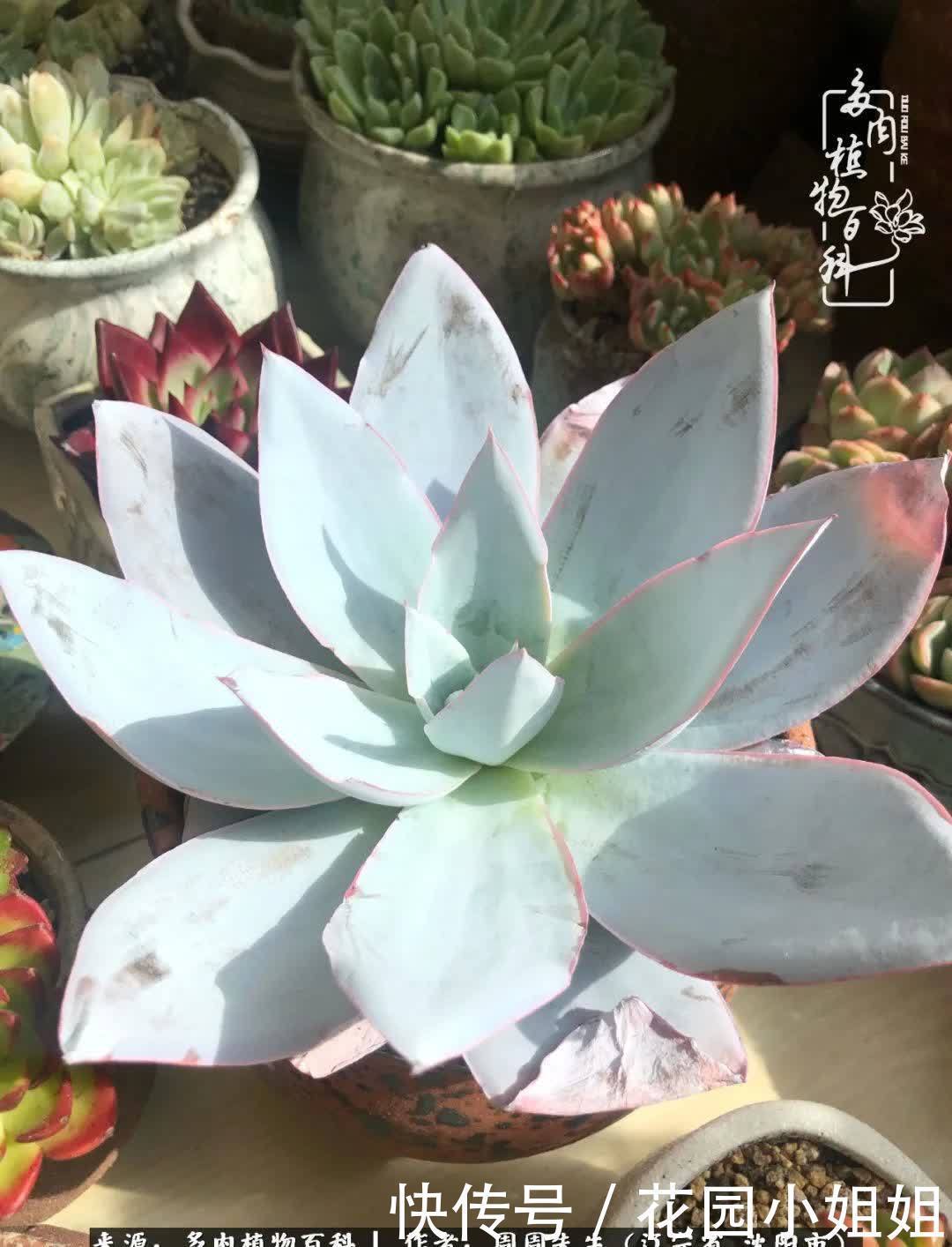 不羡鸳鸯不羡仙,只羡东北来春天!多肉冬去春来!