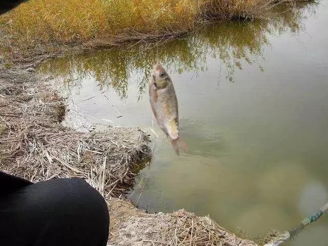 冬季钓鱼时必须要知道的3个原则,是上大鱼的关键因素!