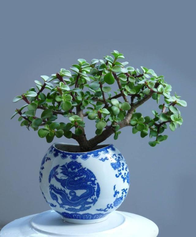 3种“好运”花,快来养一盆,好养爱爆盆,四季常油绿,招财又纳