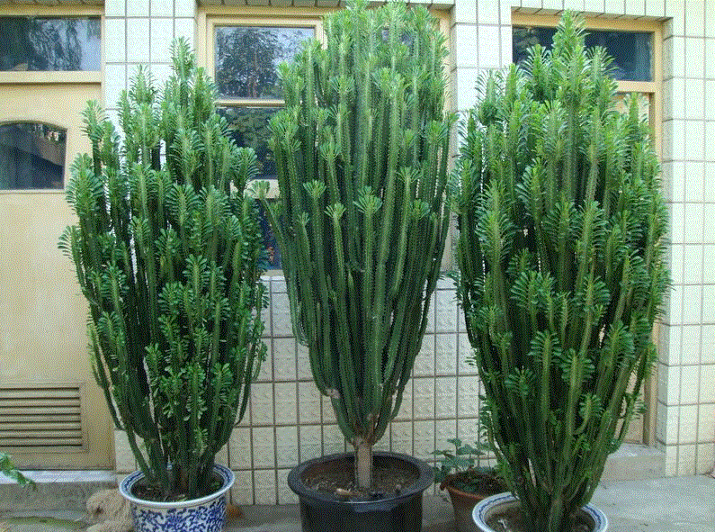 龙骨|9种花好养又吉祥,却是“穷苦命”,小盆少水多晒晒,反而长得旺