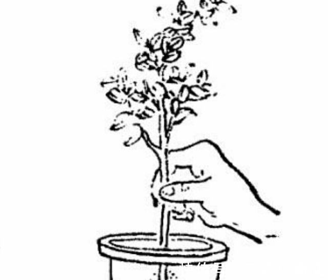 枝条|学会树木高压繁殖方法, 自己培育盆景小老桩!