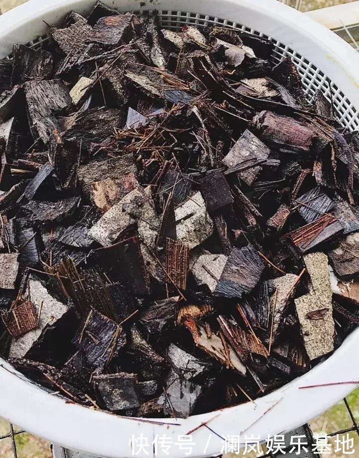 植物|2种“生根水”制好后,往土里浇一点,植物根须就能嗖嗖窜出盆