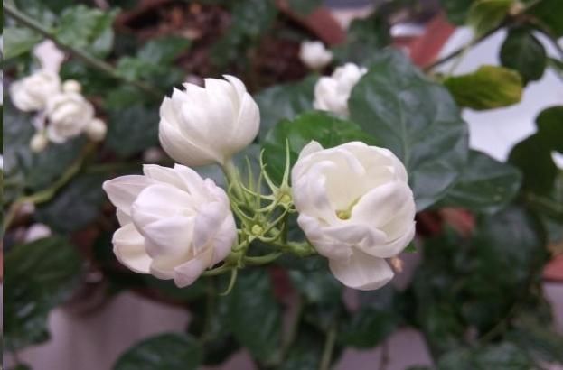 茉莉花花后这样做,一茬接着一茬开,还能一盆变多盆