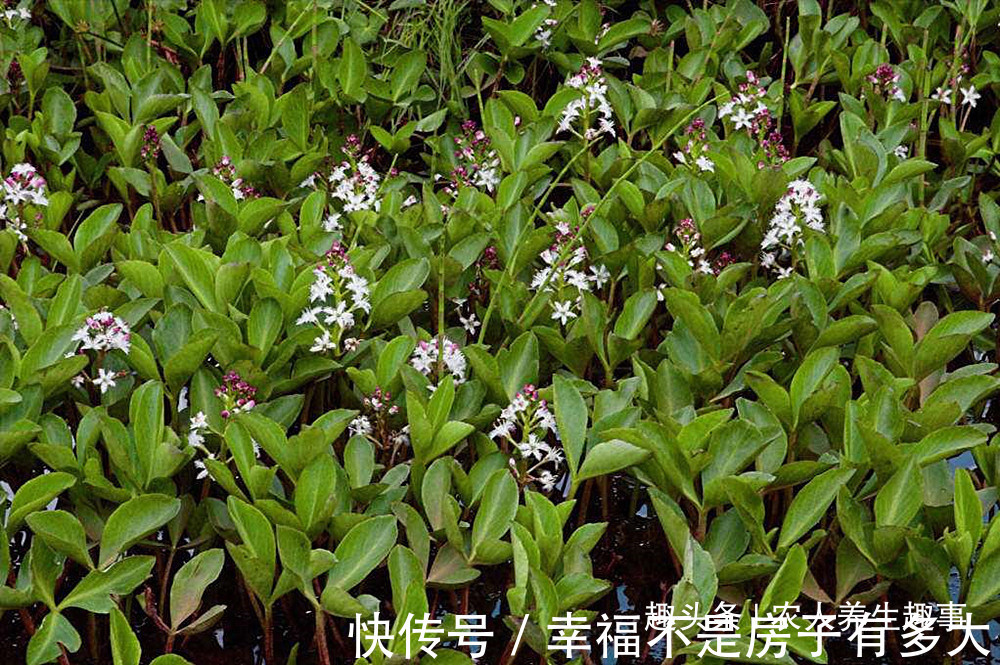 药用价值|农村一种长在田边的怪草，人吃了就想睡觉，可惜很多人还不认识