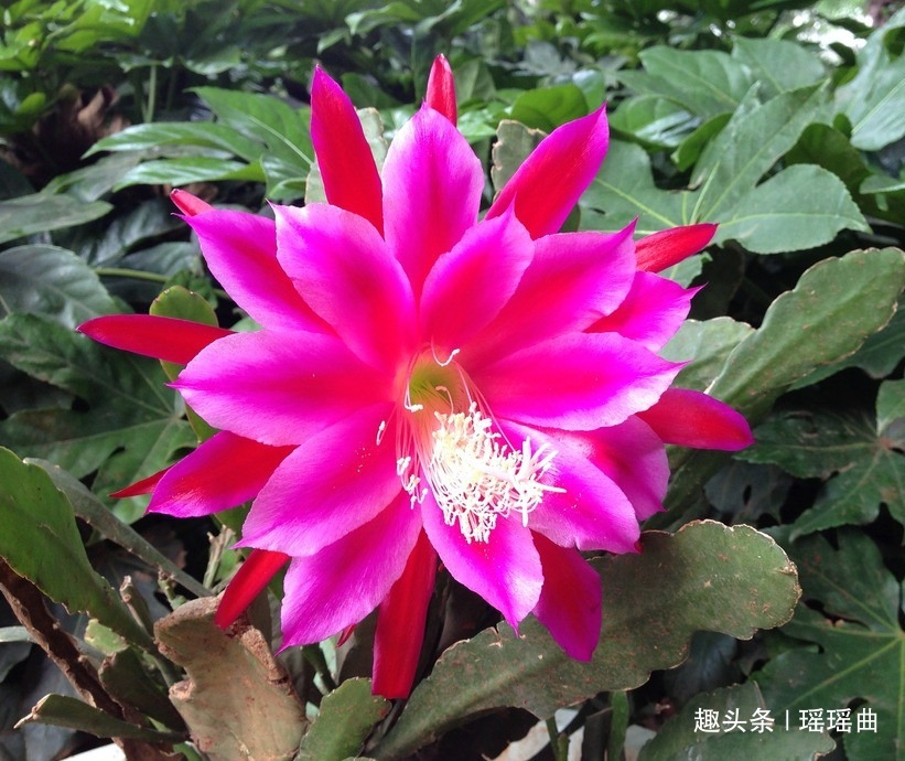 此花是长在土里的荷花,姿态娇艳轻盈绚丽,清香淡淡可使人回忆