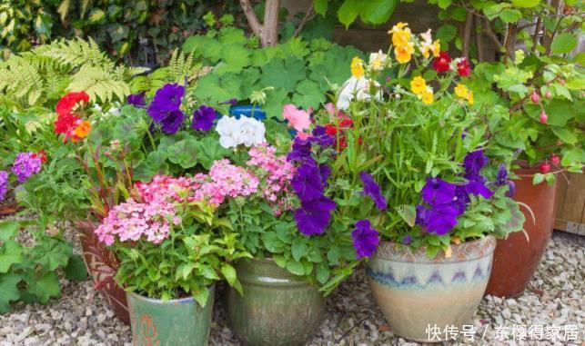 没有养花的容器、肥料?将它们“废物利用”省钱,植物长势更好