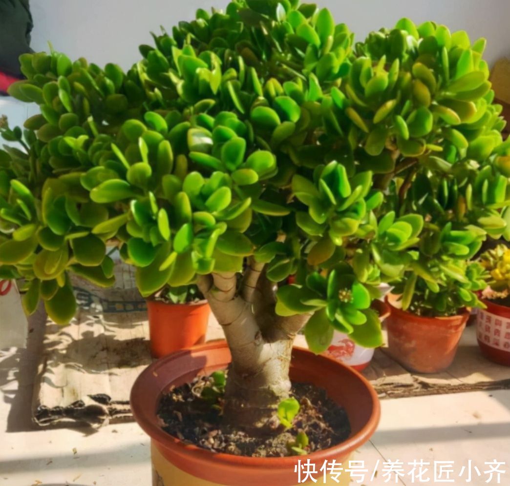 8种花不能多浇水，“少水少肥”伺候它，反而长势旺盛开花多