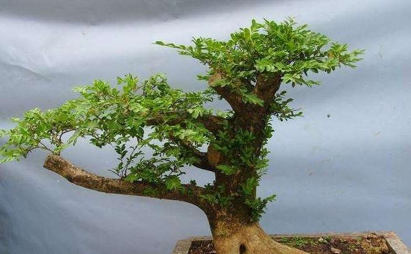 “九里香”枝干美丽,芳香四溢,但养护时要注意“3个细节”