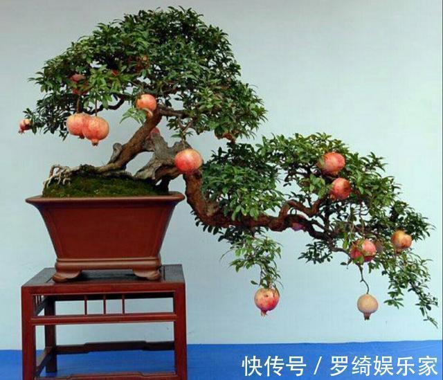 盆景|石榴盆景外形美，根系却无法附在石头上，巧用塑料瓶就解决