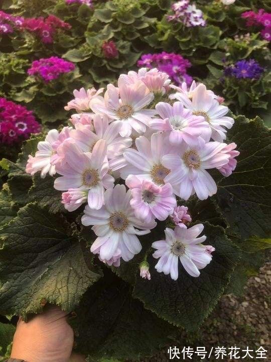 入春的3种菊,10块钱3盆,不打理也能开花