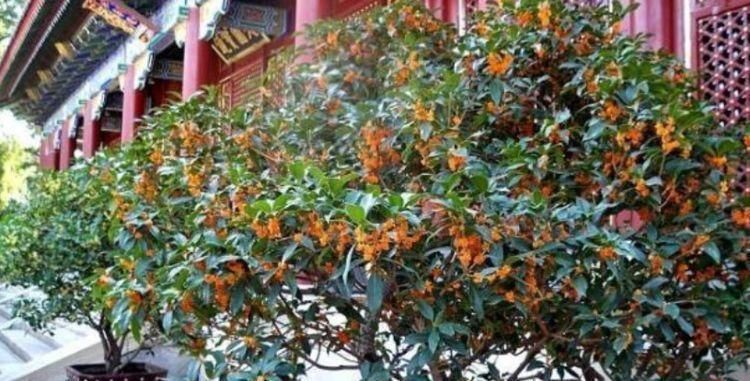 家里就养4种花,妖艳妖娆,层层交叠,烂漫迷人眼