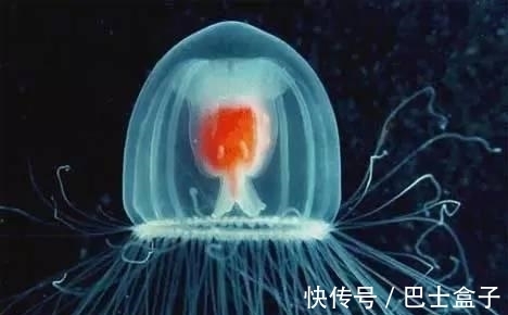 15个有趣的冷知识,书本不一定学不到,扑克牌4个K花色是这么来的