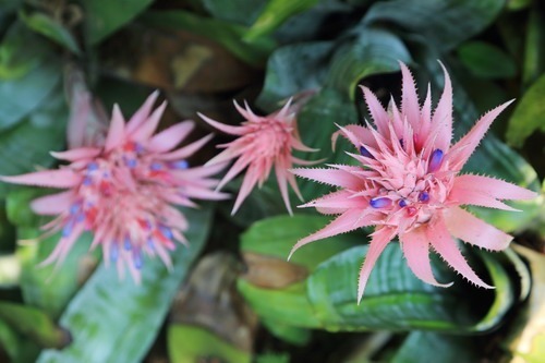 12种奇花异草,认识3种以上,就算见多识广了!