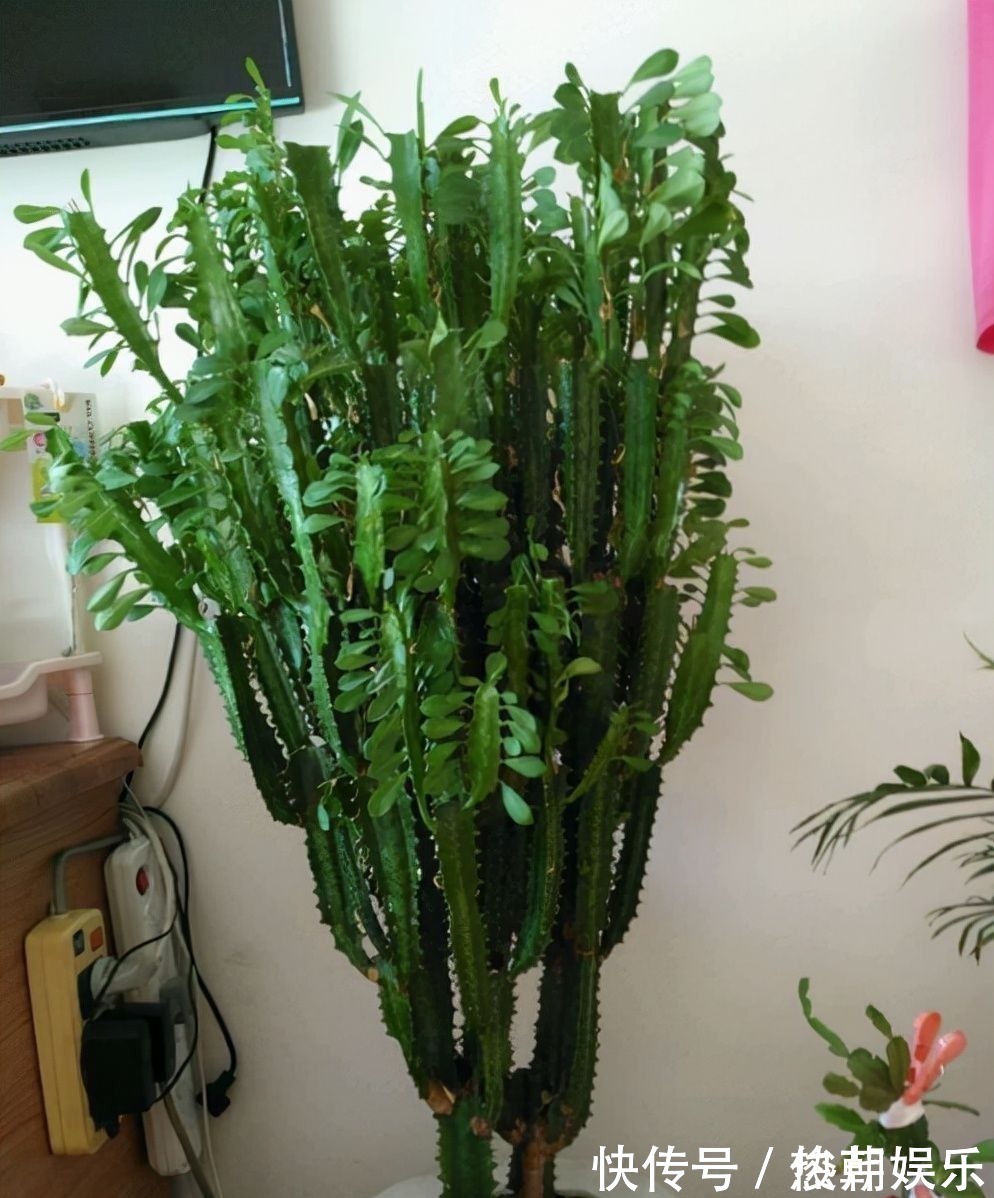 仙人球|8种花不能多浇水,“少水少肥”伺候它,反而长势旺盛开花多