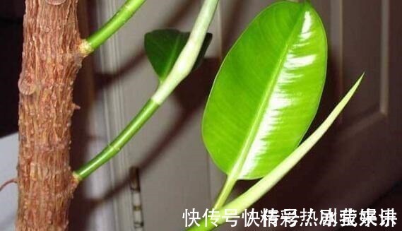 偏方|悄悄告诉你,学会4个老花农的养花“偏方”,家里花卉“嗖嗖长”