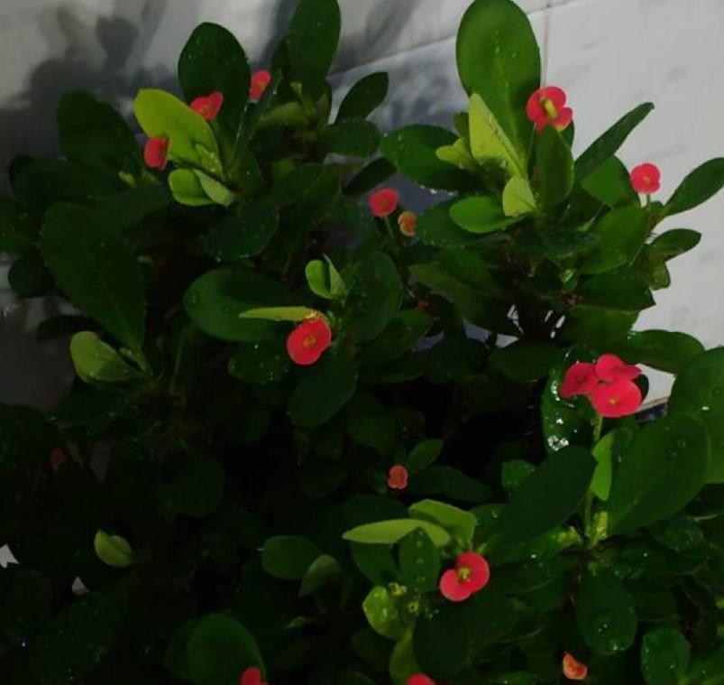 虎刺梅|盆栽虎刺梅,日常这么养,才能爆出一大片小花!