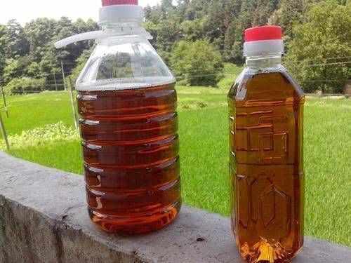 野生一斤100元，种植一斤70元，极受欢迎，越来越多农民种植