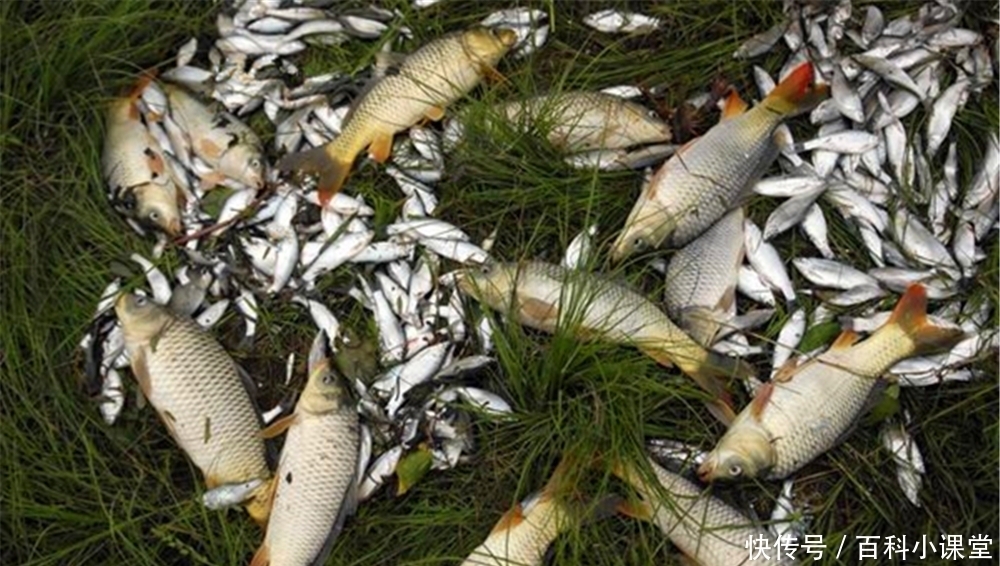 野钓选钓位最好找鱼道,这些地形都是鱼道,选对位置不愁钓不到鱼