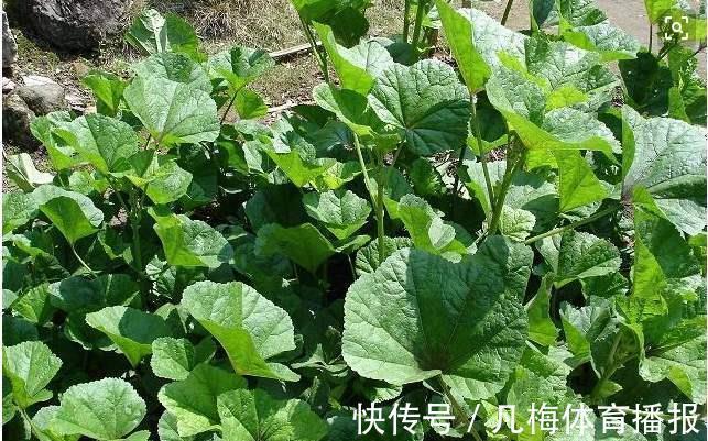 采摘|这野草,俗称“百菜之王”,农村不常见,一斤能卖12元,遇见重视