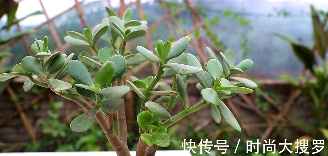 养长寿花,用这法,1年就能成老桩,开满五色花,独特又吉祥