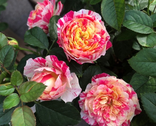 条纹|傻傻分不清的月季，能认出品种算你狠！