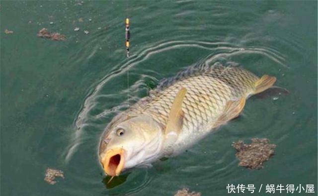 饵料|简单实用的野钓鲤鱼饵料配方,想要钓到大鲤鱼,饵料味型是关键