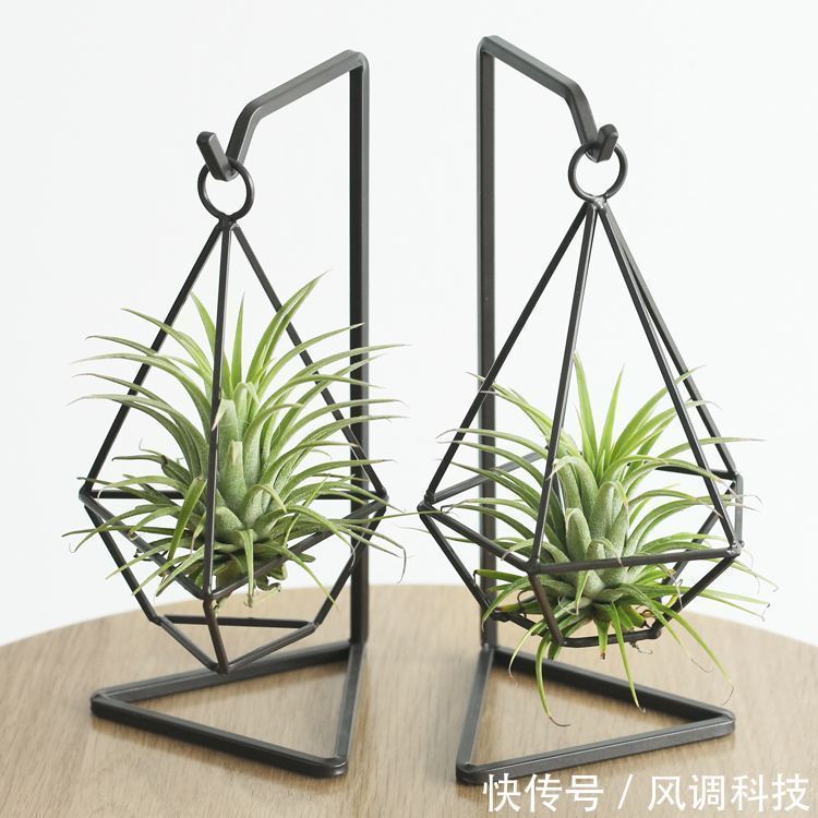 这三种花比绿萝还好养,三个月不管照样开花,最适合上班族