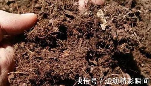 虎皮兰不见长，学会5个小技巧，轻松长1-2米高，快来瞧瞧吧